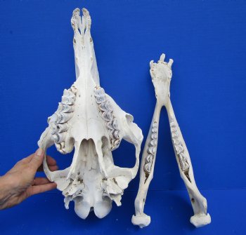 17 inches Dromedary Camel Skull with Lower Jaw, Craft Grade Quality, for $94.99