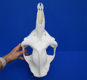 17 inches Dromedary Camel Skull with Lower Jaw, Craft Grade Quality, for $94.99