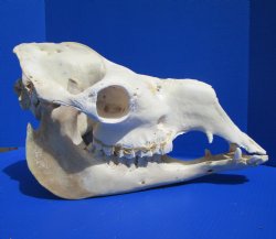 19 inches Camel Skull with Lower Jaw, Craft Grade Quality, for $109.99