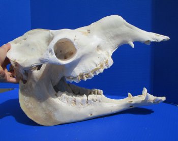 19 inches Camel Skull with Lower Jaw, Craft Grade Quality, for $109.99