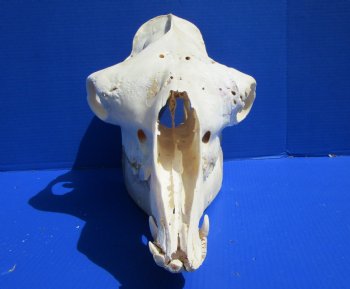 19 inches Camel Skull with Lower Jaw, Craft Grade Quality, for $109.99