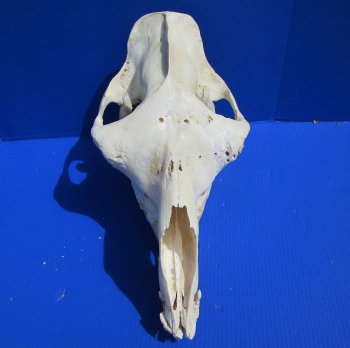 19 inches Camel Skull with Lower Jaw, Craft Grade Quality, for $109.99