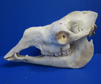 19 inches Camel Skull with Lower Jaw, Craft Grade Quality, for $109.99