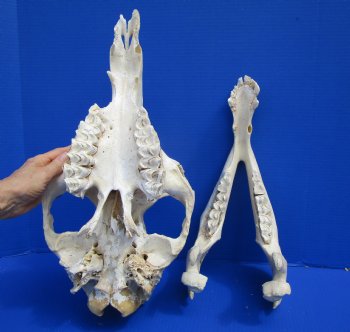 19 inches Camel Skull with Lower Jaw, Craft Grade Quality, for $109.99