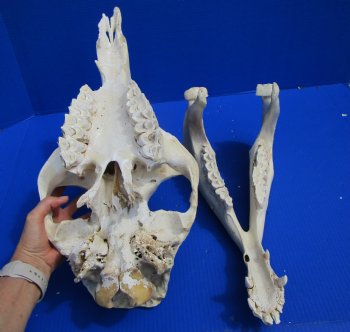 19 inches Camel Skull with Lower Jaw, Craft Grade Quality, for $109.99