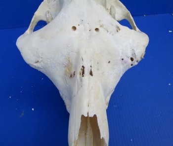 19 inches Camel Skull with Lower Jaw, Craft Grade Quality, for $109.99