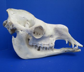 19 inches Dromedary Camel Skull with Lower Jaw, Craft Grade Quality, for $109.99