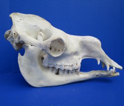 19 inches Dromedary Camel Skull with Lower Jaw, Craft Grade Quality, for $109.99