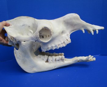 19 inches Dromedary Camel Skull with Lower Jaw, Craft Grade Quality, for $109.99