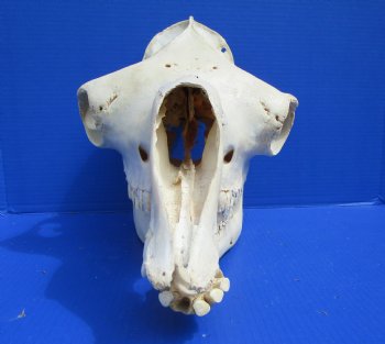 19 inches Dromedary Camel Skull with Lower Jaw, Craft Grade Quality, for $109.99