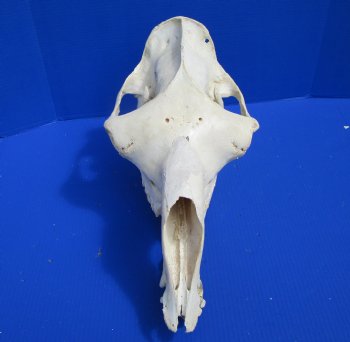 19 inches Dromedary Camel Skull with Lower Jaw, Craft Grade Quality, for $109.99