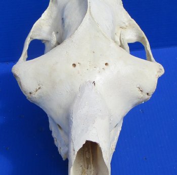 19 inches Dromedary Camel Skull with Lower Jaw, Craft Grade Quality, for $109.99