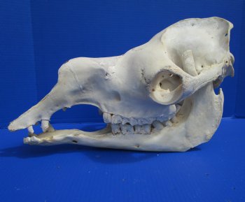 19 inches Dromedary Camel Skull with Lower Jaw, Craft Grade Quality, for $109.99