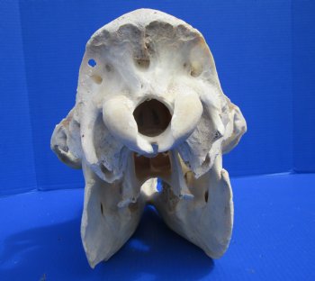 19 inches Dromedary Camel Skull with Lower Jaw, Craft Grade Quality, for $109.99