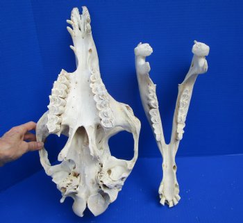 19 inches Dromedary Camel Skull with Lower Jaw, Craft Grade Quality, for $109.99