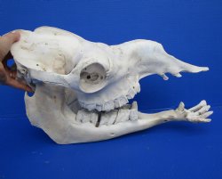 18 inches Dromedary Camel Skull with Lower Jaw, Craft Grade Quality, for $85.99