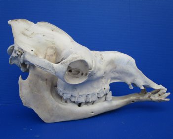 18 inches Dromedary Camel Skull with Lower Jaw, Craft Grade Quality, for $85.99