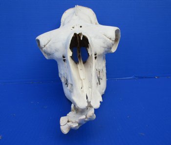 18 inches Dromedary Camel Skull with Lower Jaw, Craft Grade Quality, for $85.99