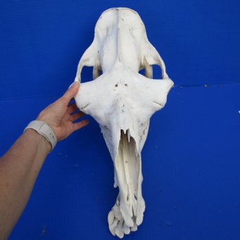 18 inches Dromedary Camel Skull with Lower Jaw, Craft Grade Quality, for $85.99