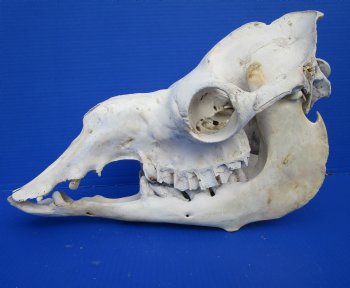 18 inches Dromedary Camel Skull with Lower Jaw, Craft Grade Quality, for $85.99