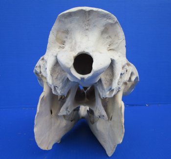 18 inches Dromedary Camel Skull with Lower Jaw, Craft Grade Quality, for $85.99