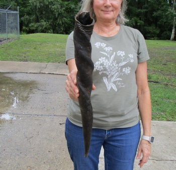 22 inches Natural Female Cow Eland Horn for Sale - Buy this one for $31.99