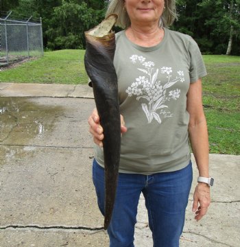 22 inches Natural Female Cow Eland Horn for Sale - Buy this one for $31.99