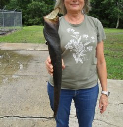 22 inches Natural Female Cow Eland Horn for Sale - Buy this one for $31.99