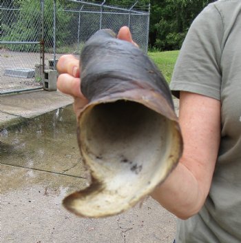 22 inches Natural Female Cow Eland Horn for Sale - Buy this one for $31.99