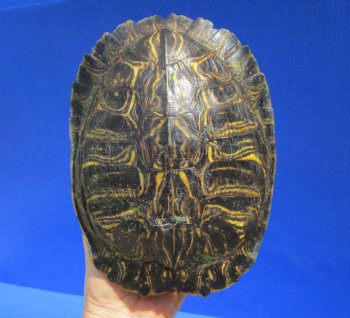 7-1/4 by 5-1/2 inches Red Eared Slider Turtle Shell - Buy this one for $19.99