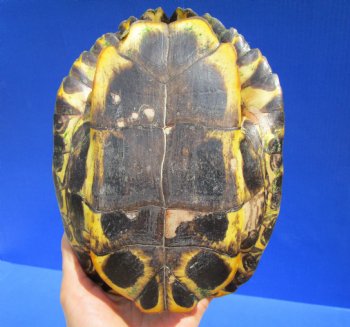 7-1/4 by 5-1/2 inches Red Eared Slider Turtle Shell - Buy this one for $19.99