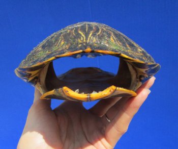 7-1/4 by 5-1/2 inches Red Eared Slider Turtle Shell - Buy this one for $19.99