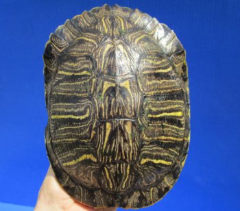 7-1/2 by 5-1/2 inches Red Eared Slider Turtle Shell - Buy this one for $19.99