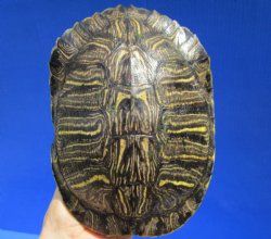 7-1/2 by 5-1/2 inches Red Eared Slider Turtle Shell - Buy this one for $19.99