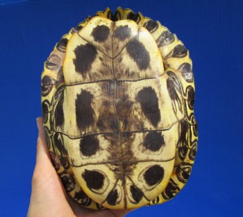 7-1/2 by 5-1/2 inches Red Eared Slider Turtle Shell - Buy this one for $19.99