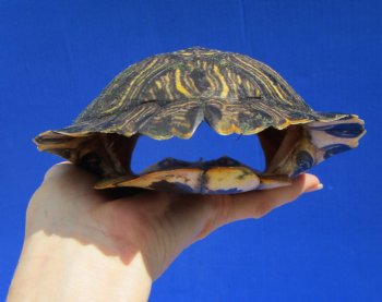 7-1/2 by 5-1/2 inches Red Eared Slider Turtle Shell - Buy this one for $19.99