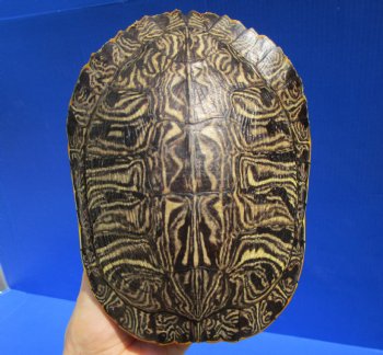 7-1/2 by 5-3/4 inches Red Eared Slider Turtle Shell - Buy this one for $19.99