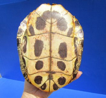 7-1/2 by 5-3/4 inches Red Eared Slider Turtle Shell - Buy this one for $19.99