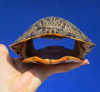 7-1/2 by 5-3/4 inches Red Eared Slider Turtle Shell - Buy this one for $19.99