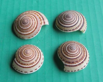 Sundial Shells <font color=red> Wholesale</font> 1 to 1-1/2 inches - 500 @ .22 each