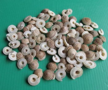 100 Sundial Shells 1 to 1-1/2 inches - .29 each