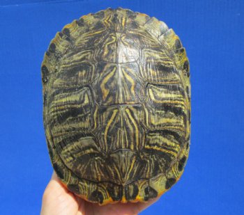 7 by 5-1/2 inches Red Eared Slider Turtle Shell - Buy this one for $19.99