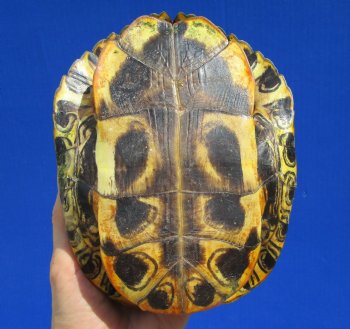 7 by 5-1/2 inches Red Eared Slider Turtle Shell - Buy this one for $19.99