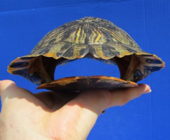 7 by 5-1/2 inches Red Eared Slider Turtle Shell - Buy this one for $19.99