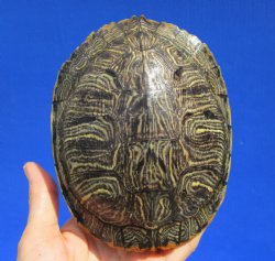 5-1/2 by 4-1/2 inches Real Red Eared Slider Turtle Shell - Buy this one for $17.99