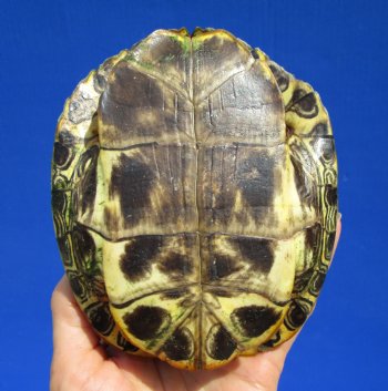 5-1/2 by 4-1/2 inches Real Red Eared Slider Turtle Shell - Buy this one for $17.99