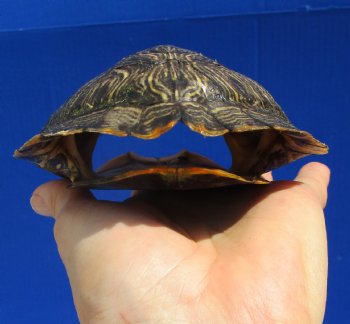 5-1/2 by 4-1/2 inches Real Red Eared Slider Turtle Shell - Buy this one for $17.99