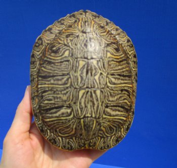 5-1/2 by 4-1/2 inches Red Eared Slider Turtle Shell - Buy this one for $17.99