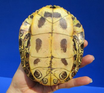 5-1/2 by 4-1/2 inches Red Eared Slider Turtle Shell - Buy this one for $17.99