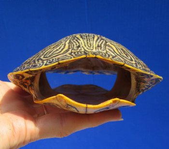 5-1/2 by 4-1/2 inches Red Eared Slider Turtle Shell - Buy this one for $17.99